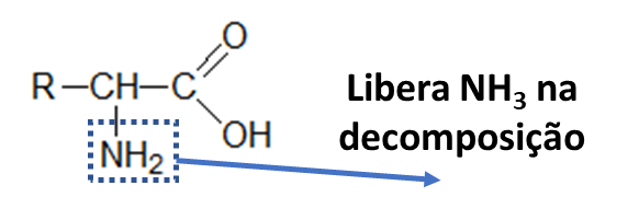 Ciclo do Nitrogênio: processo de amonificação