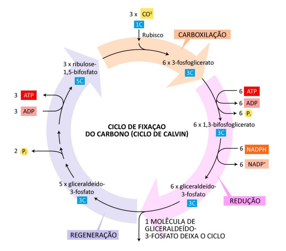 Ciclo de Calvin: Esquema mostrando as vias metabólicas principais que possibilitam que moléculas orgânicas sejam produzidas a  partir do CO2 (Adaptada de Alberts et al., 2017)