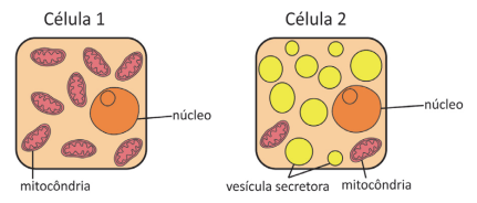 células - prova biologia fuvest 2020