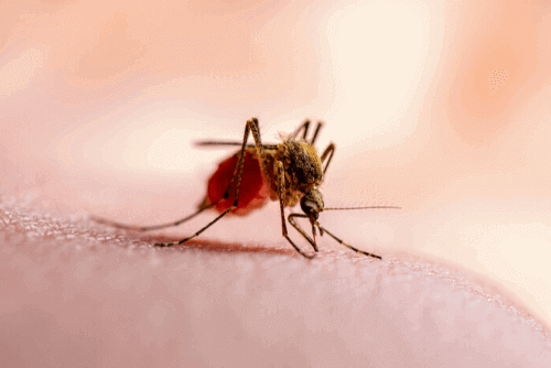 O que é malária e como é o ciclo de vida do Plasmodium