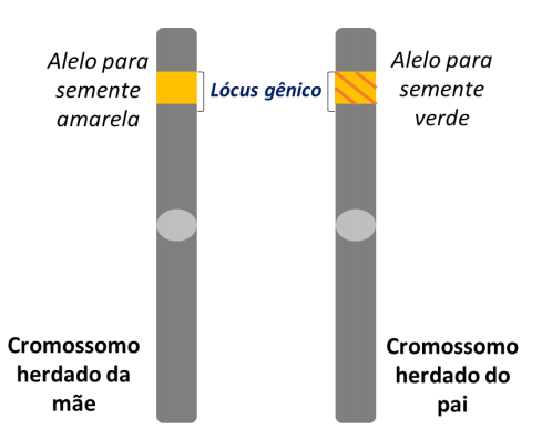 Genótipo e Fenótipo: gene relacionado à cor das sementes de ervilhas