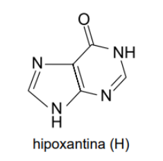 hipoxantina