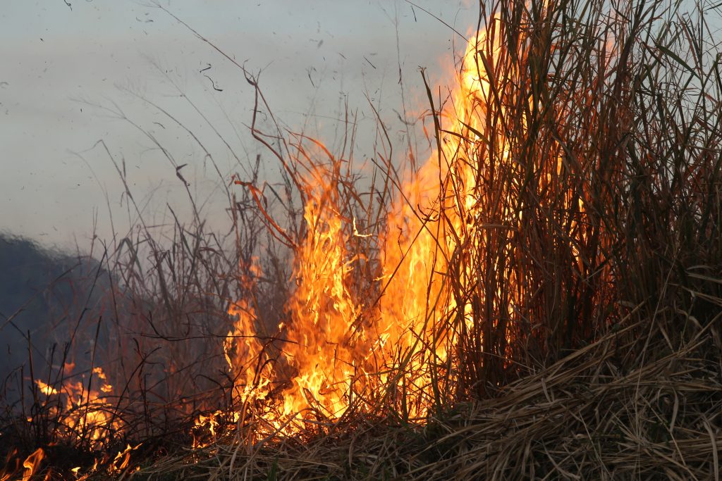 pantanal em chamas