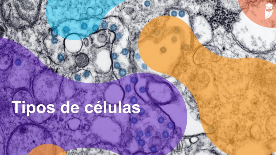 Tipos de células: eucariontes, procariontes e diferenças