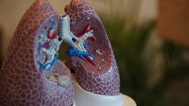 Sistema respiratório: órgãos, trocas gasosas e exercícios