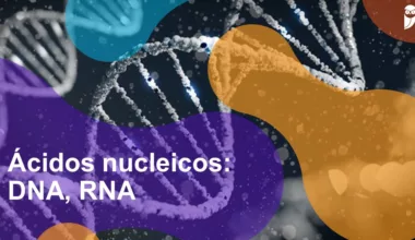 Ácidos nucleicos DNA RNA