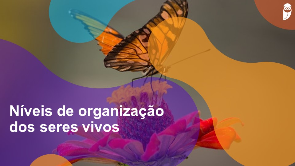 Níveis De Organização Dos Seres Vivos: O Que São?