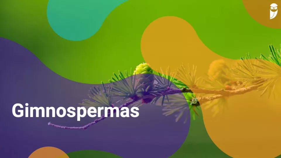 Gimnospermas: o que são, características, estrutura, reprodução e mais