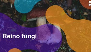 Reino fungi - Estratégia