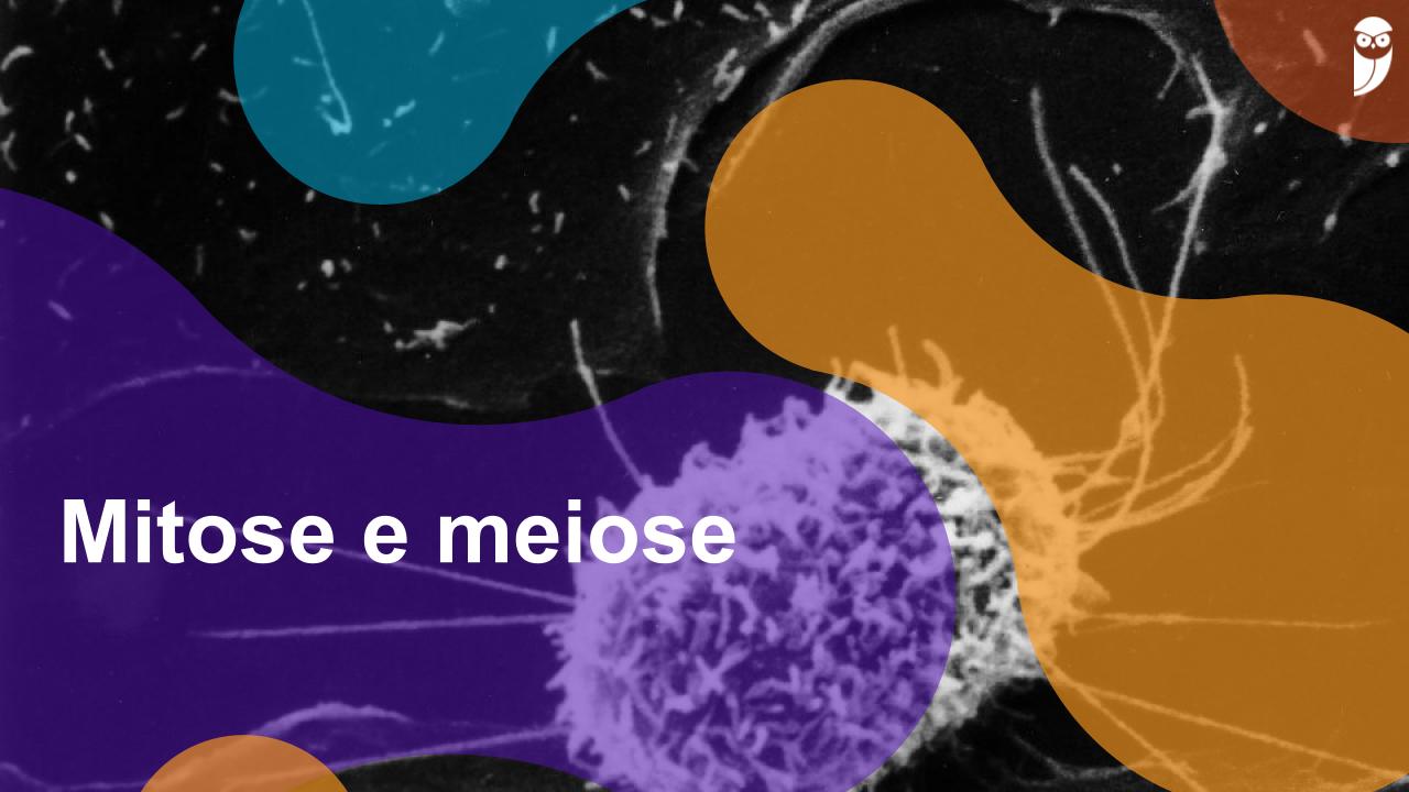 Mitose E Meiose: O Que São, Diferenças E Importância