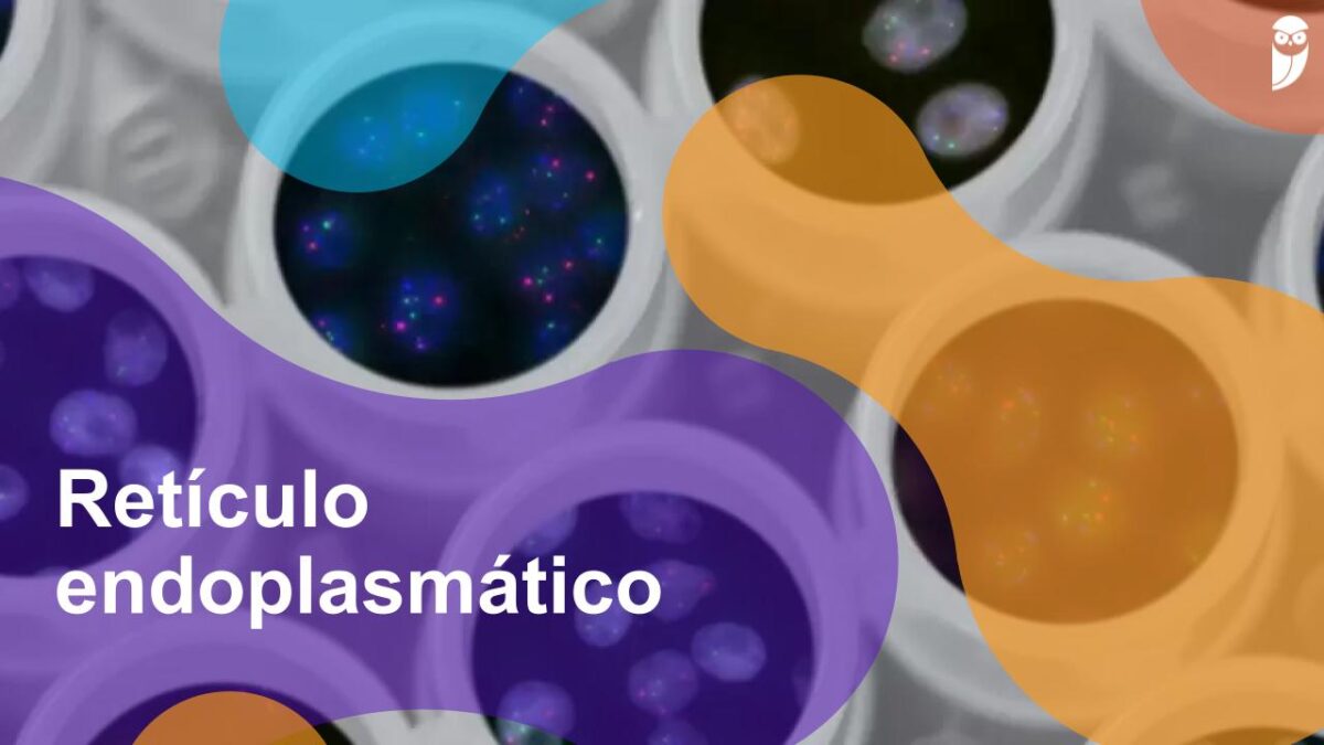 Retículo Endoplasmático: Granular E Liso, Funções E Estrutura