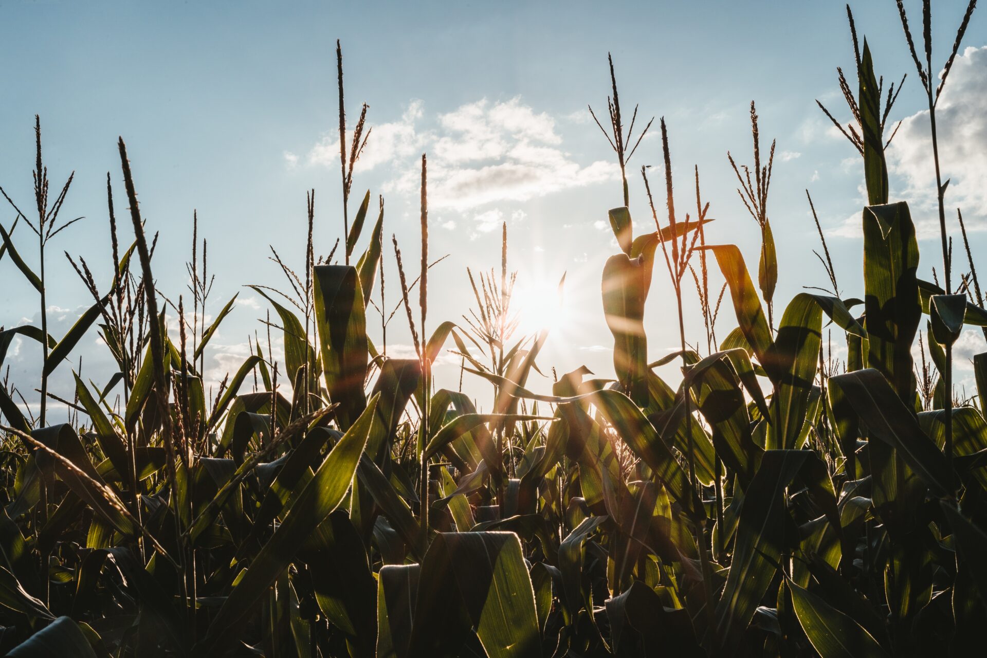 Regionalização brasileira: a economia agropecuária e extrativista da ...